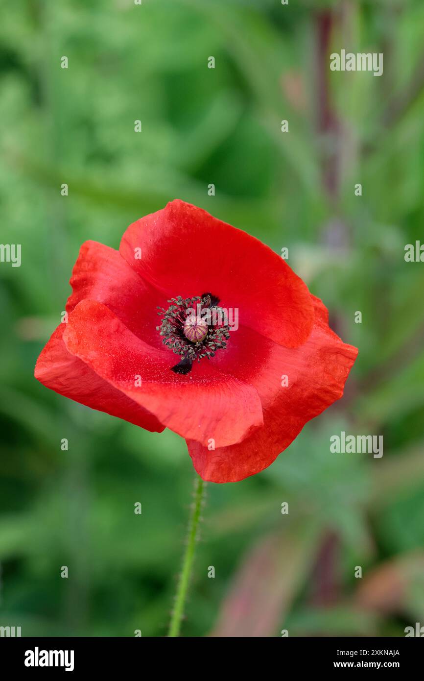 Mohnrhoeas, vier papierrote Blüten dunkles Zentrum der Samen erzeugenden Schoten und Stamen-Emblem der Erinnerung jährliche kurzlebige mehrjährige Stockfoto