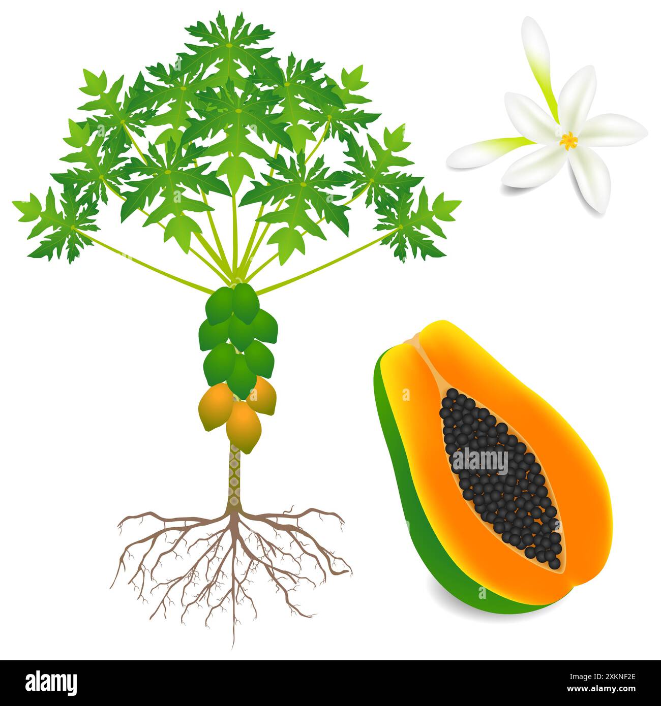 Teil einer Papaya-Pflanze auf weißem Hintergrund. Stock Vektor