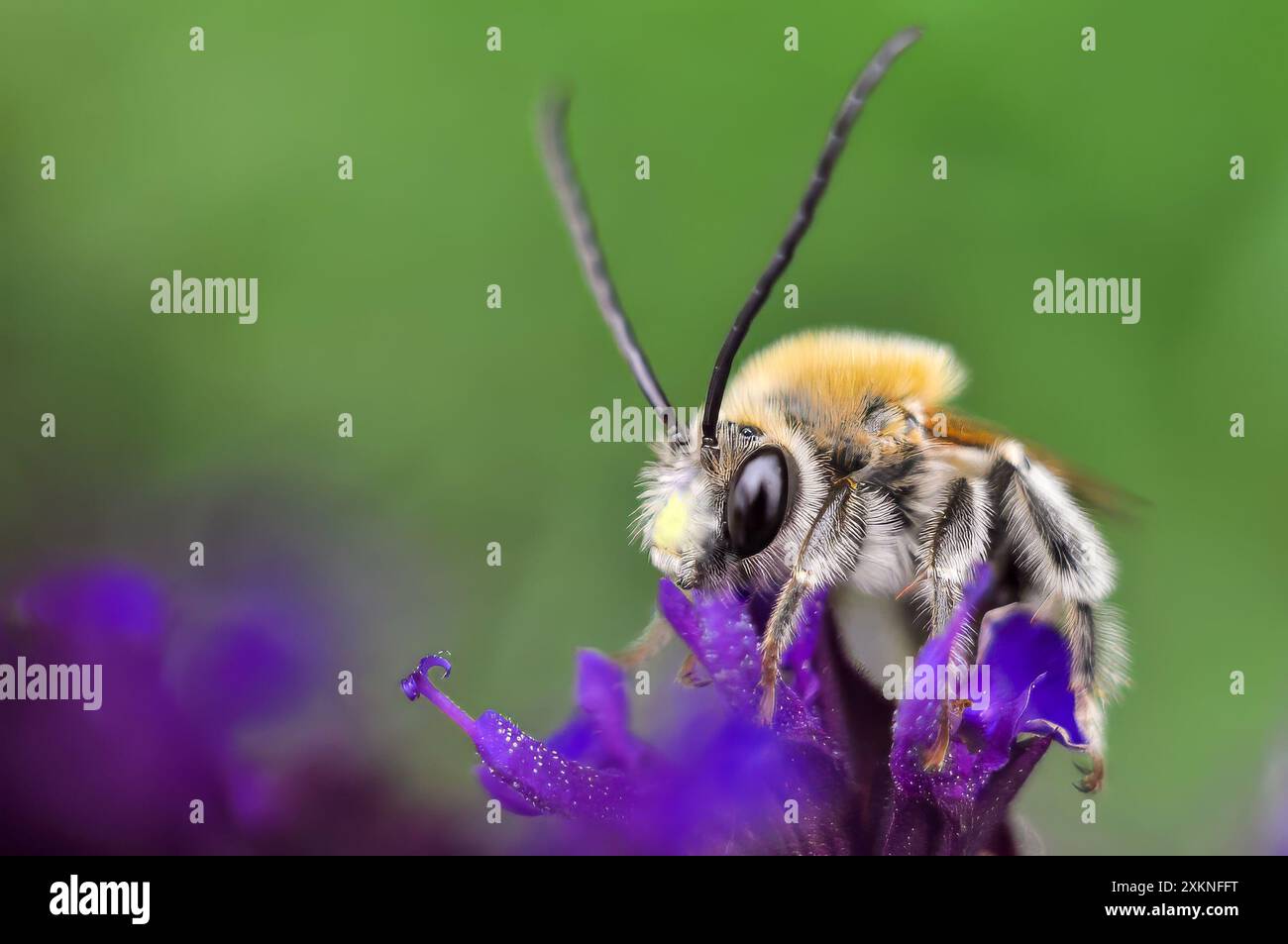 Makroaufnahme eines Leafcutter Bee Megachile auf einer lila Blüte mit einem grünen, unscharfen Hintergrund. Stockfoto