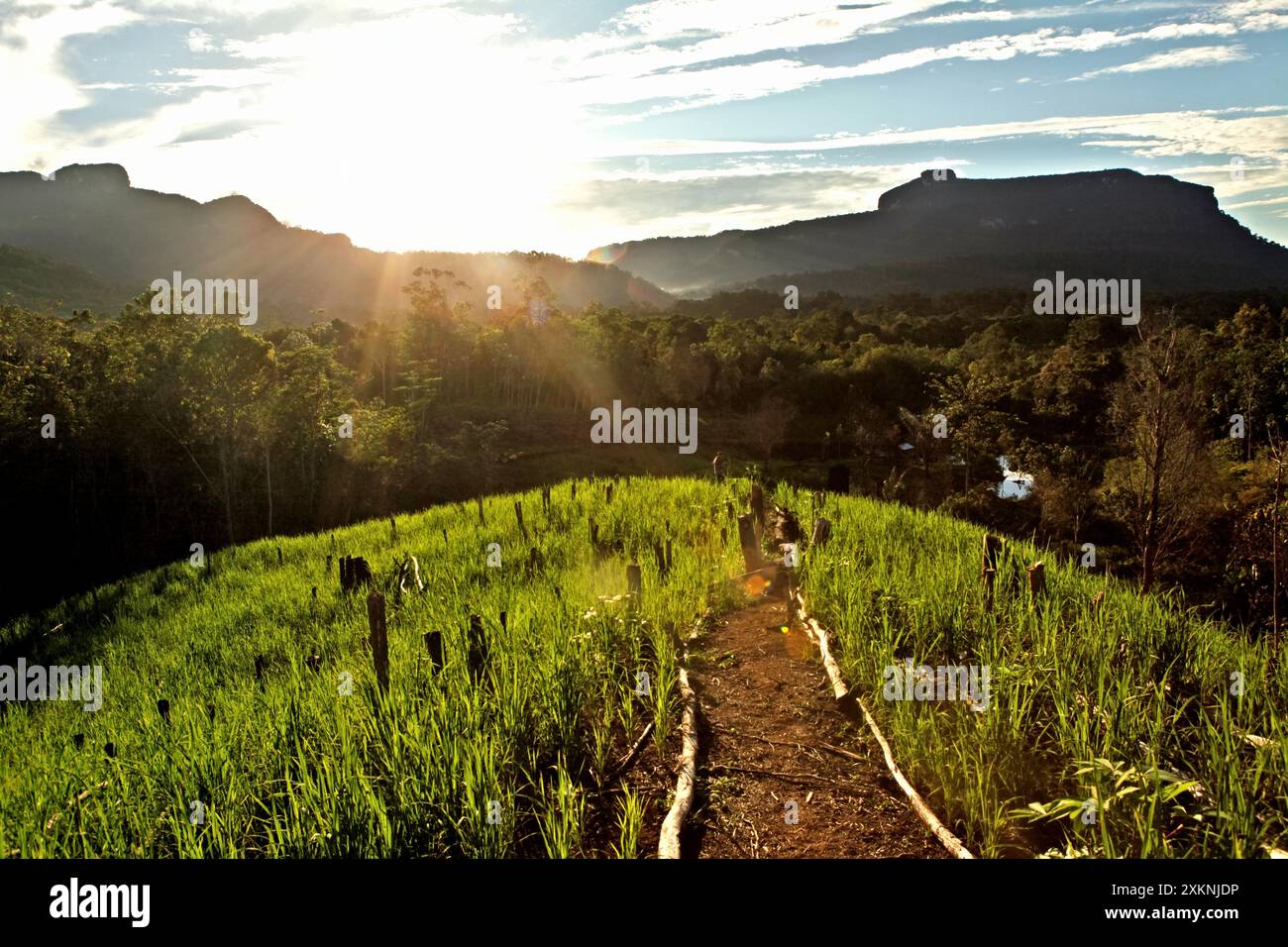 Landwirtschaftliches Feld im Hintergrund von Wäldern und Hügeln im Dorf Nanga Raun, Kalis, Kapuas Hulu, West Kalimantan, Indonesien. Stockfoto