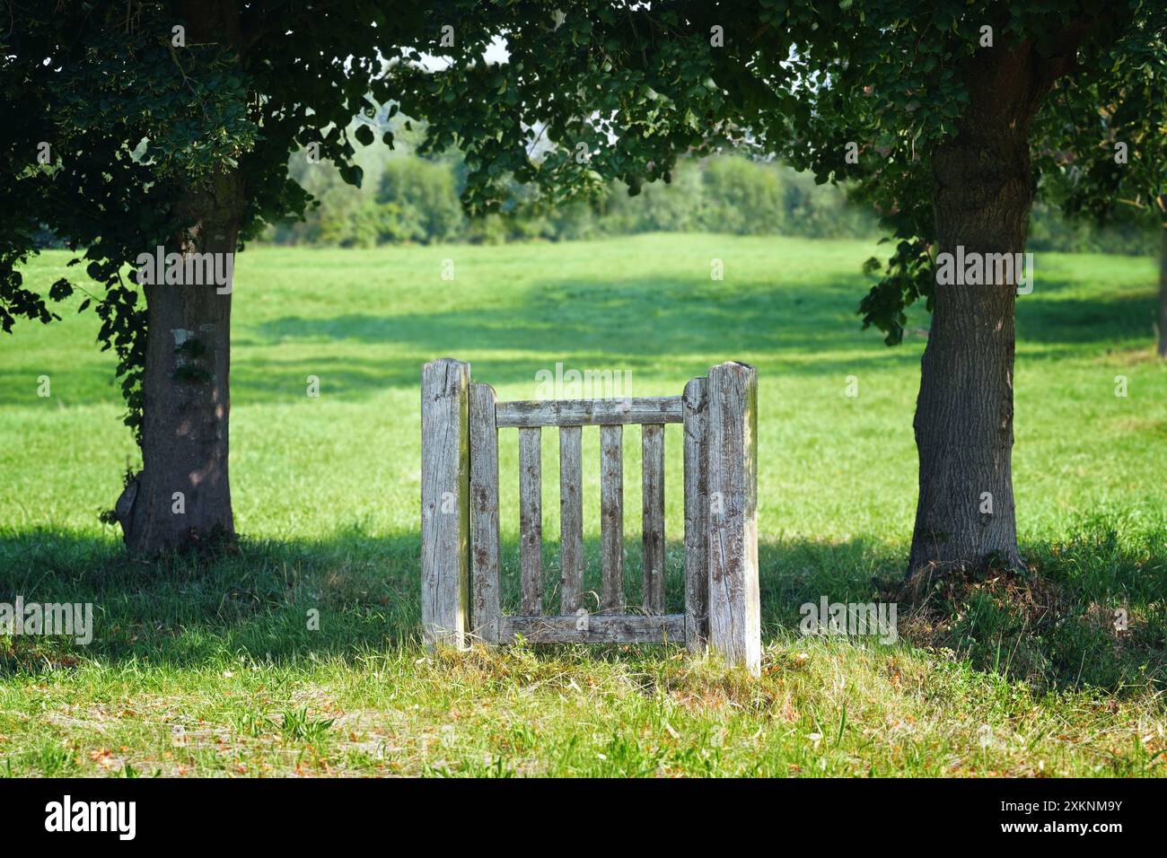 Einzelnes geschlossenes Tor aus verwittertem Holz, das allein zwischen zwei dunklen Bäumen auf einer grünen Wiese steht, Konzept für die Möglichkeit, einen Weg durch oder einen zu finden Stockfoto