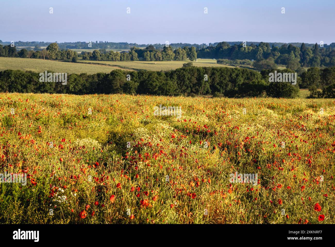 Ein Feld mit Wildblumen und rotem Mohn, mit dem Hintergrund der sanften Felder von Northamptonshire in Soft Focus, England, Großbritannien Stockfoto