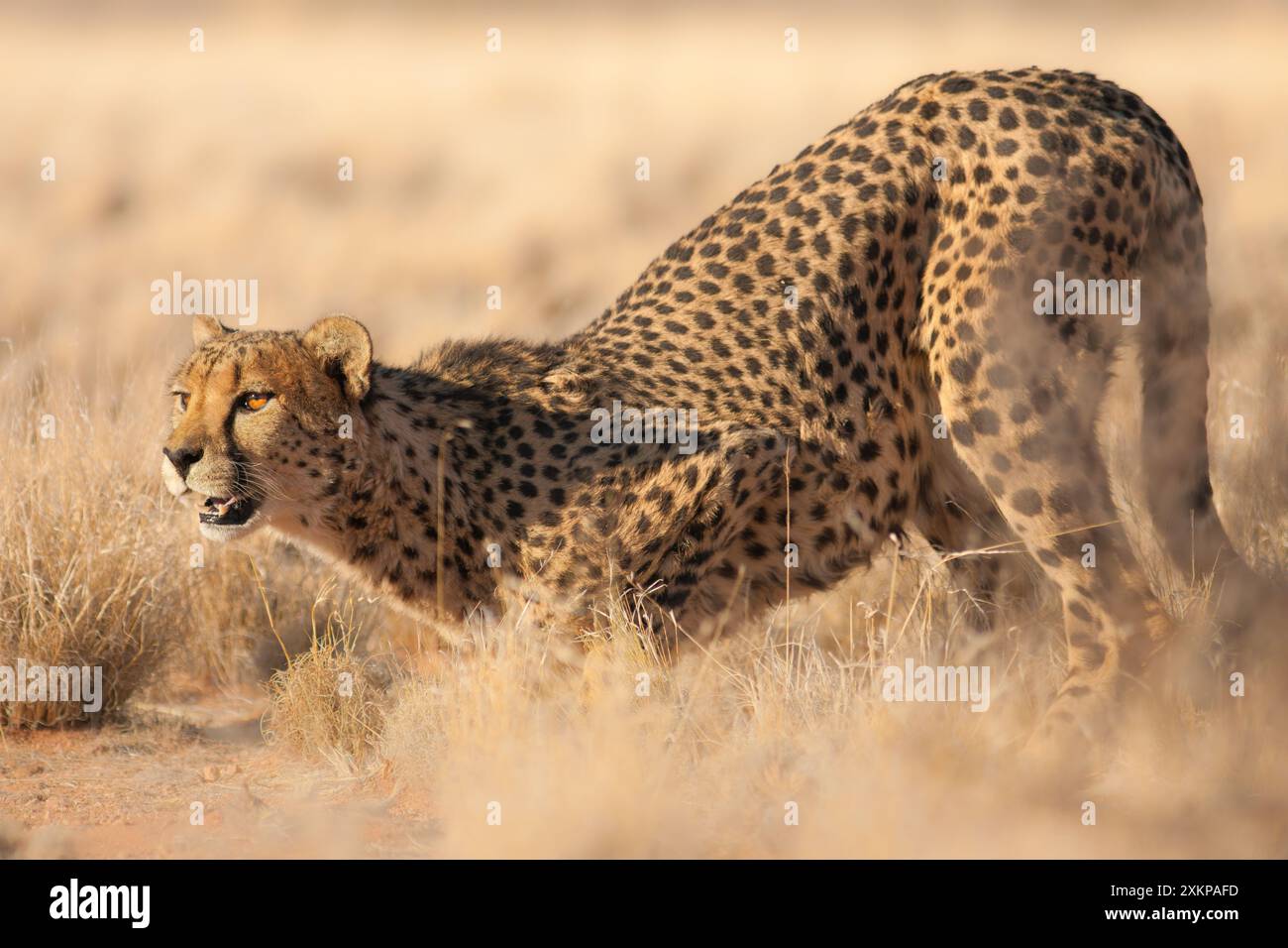 Kraft der Natur - Tierbild eines Geparden, das schnellste Landtier. Fotografiert in der Kalahari-Wüste in Namibia, Afrika Stockfoto