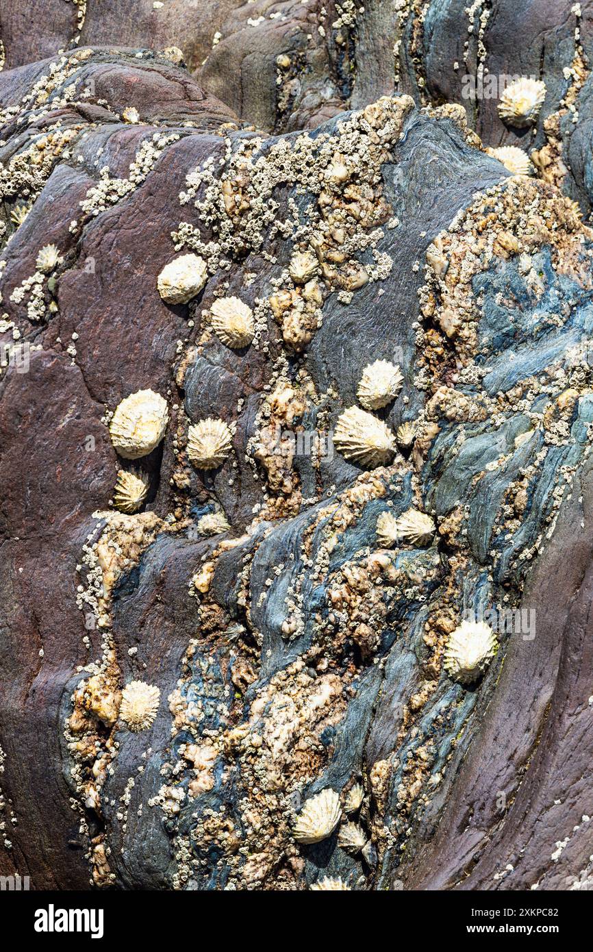 Muscheln auf Meeresfelsen und Klippen Stockfoto