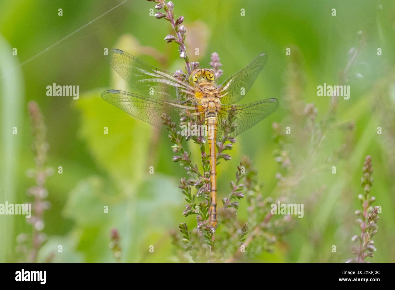 Weibliche Common Dart Libelle, Sympetrum striolatum. UK Stockfoto