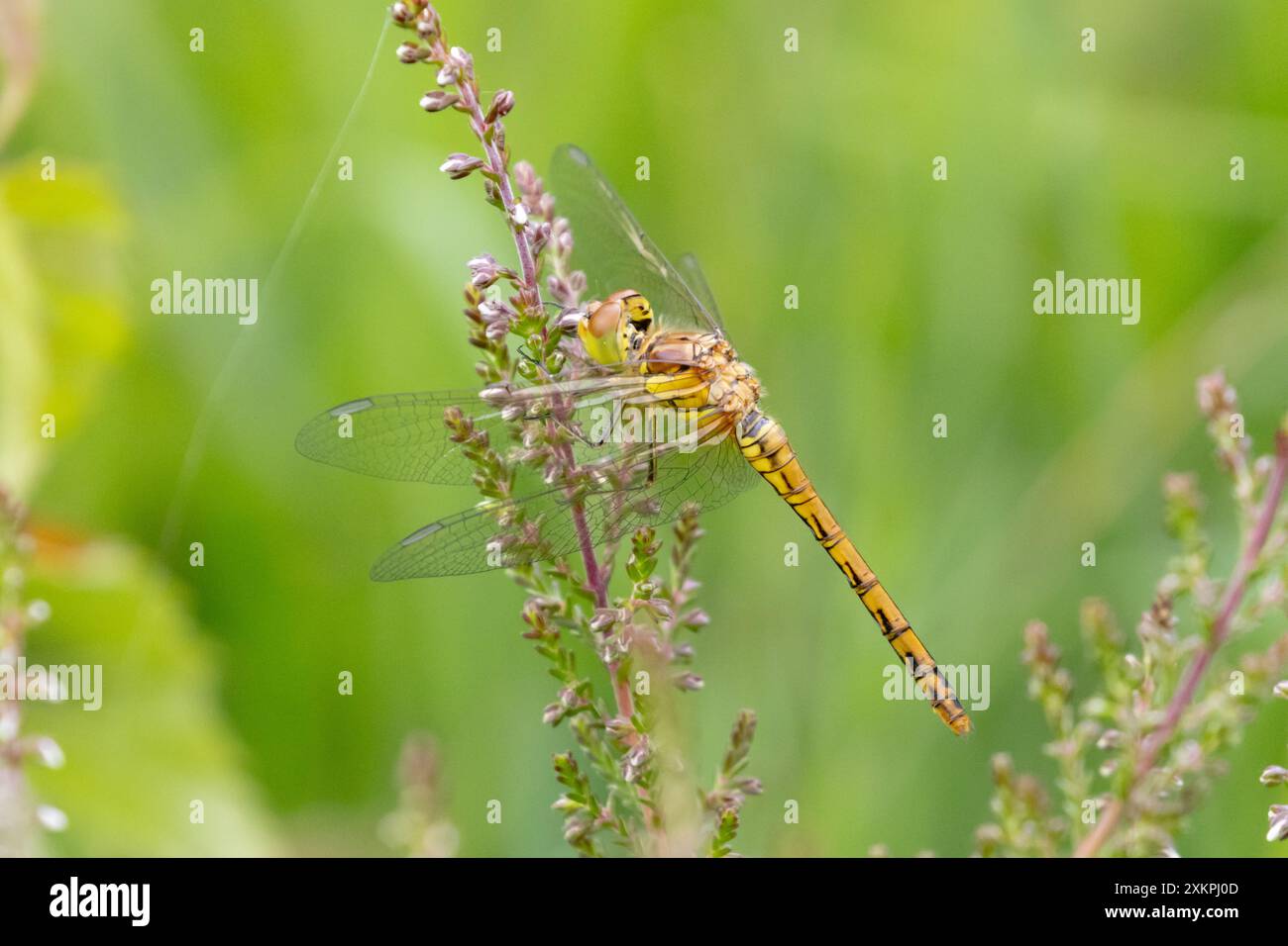 Weibliche Common Dart Libelle, Sympetrum striolatum. UK Stockfoto