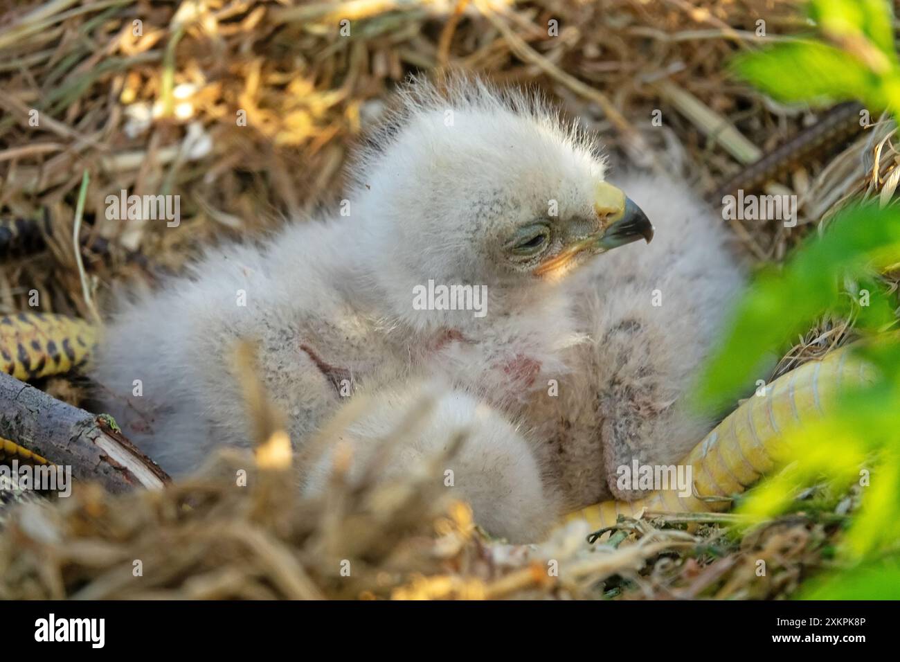 Die langbeinigen Bussarde (Buteo rufinus) sind 5 Tage alt, die Augen der Älteren sind offen. Weiße Küken im ersten Falschgefieder, sie halten keine Köpfe Stockfoto