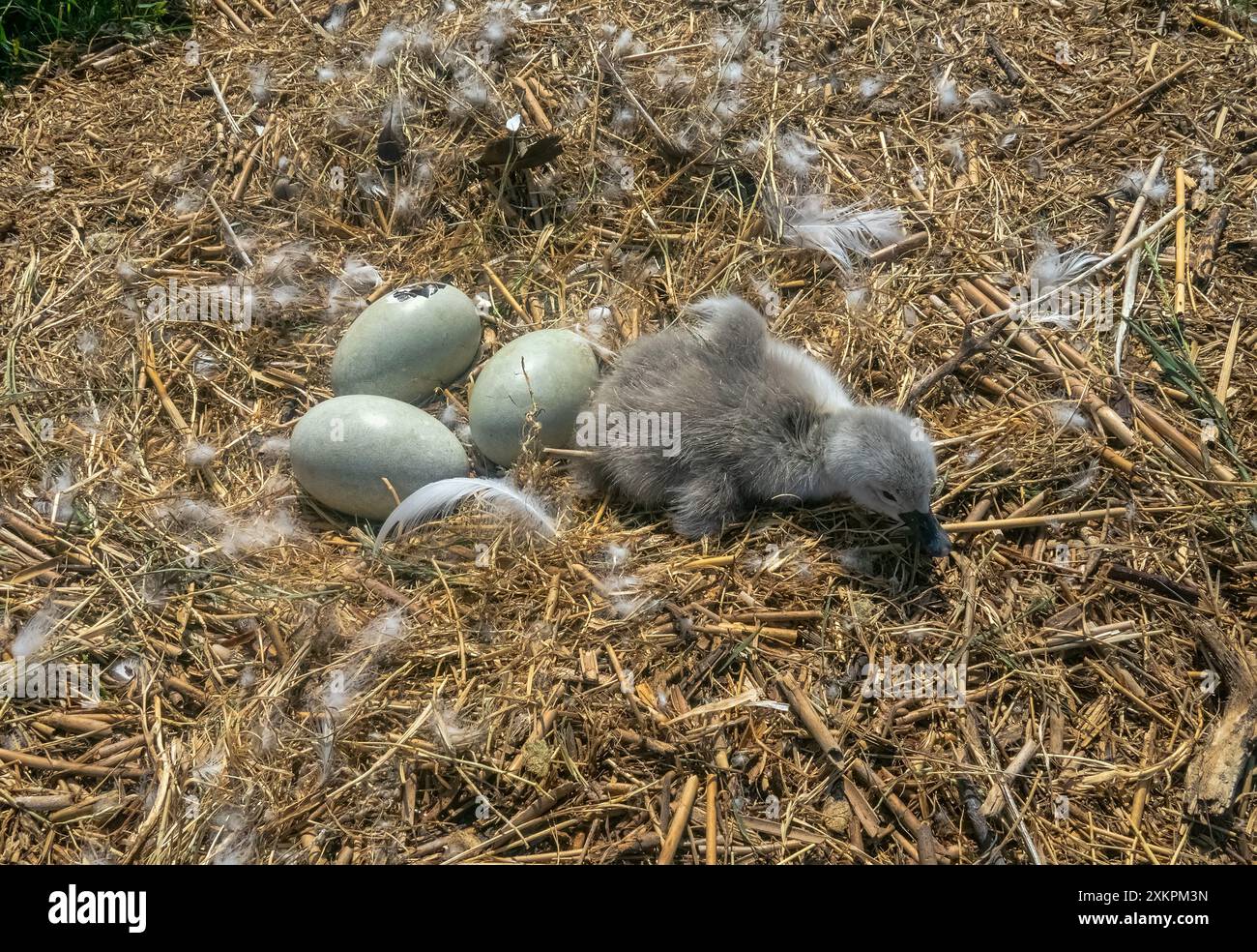 Uber den Prozess der Schlupfzygneten (Cygnus olor) aus einem Nesteig. Ein Küken wurde geboren, ein anderes schlug ein Loch in die Schale, das dritte und vierte Loch Stockfoto