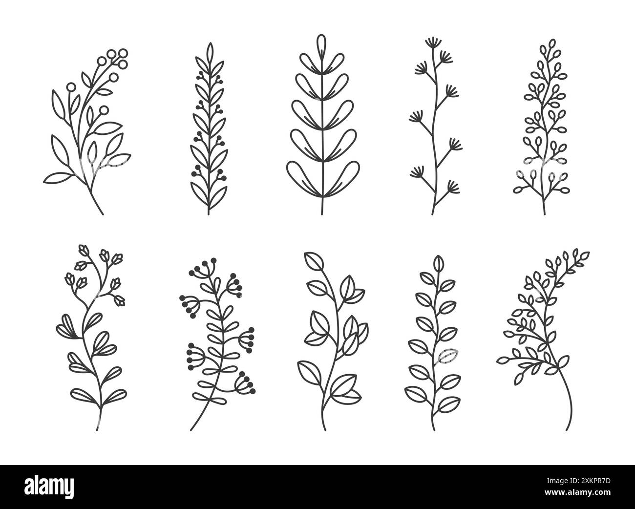 Pflanzenzweig-Kritzelei. Handgezeichnete schwarze Linienblätter. Exotische sommerliche botanische Zweige. Natürliches dekoratives Laub, Skizzenblatt. Isolierte Elemente mit Blumenmuster Stock Vektor