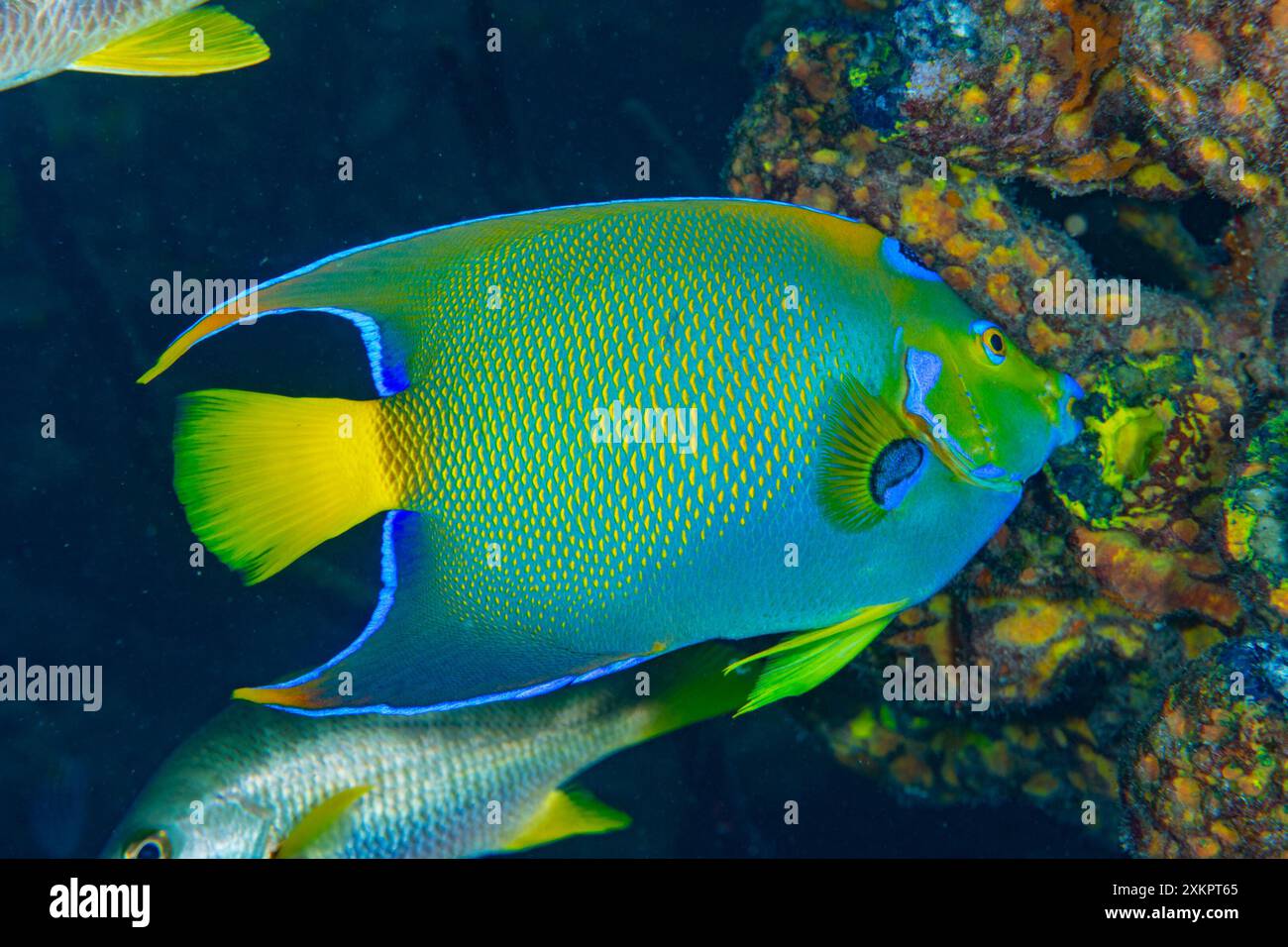 Queen Angel Fisch Karibisches Meer Stockfoto