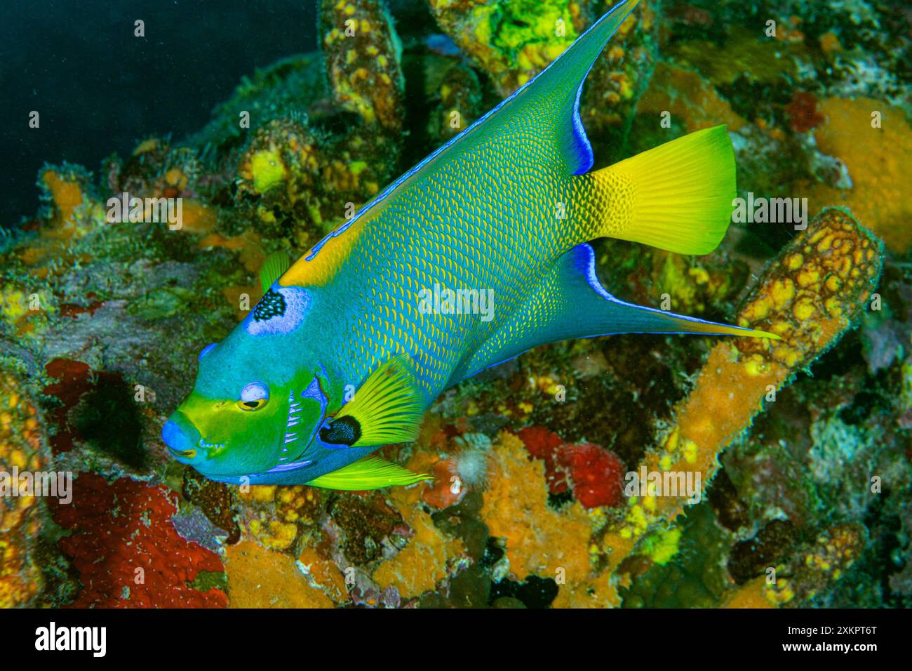 Queen Angel Fisch Karibisches Meer Stockfoto