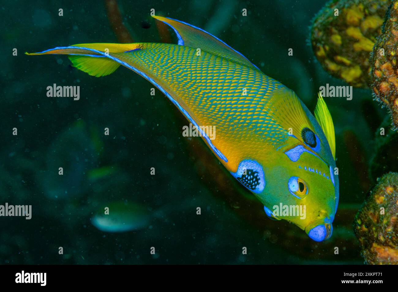 Queen Angel Fisch Karibisches Meer Stockfoto