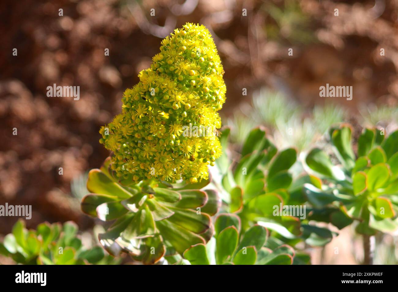 Gelbe Blütenspitze der irischen Rose, auch Hauseleek (Aeonium aboreum) genannt, endemisch auf den Kanarischen Inseln (Spanien) Stockfoto