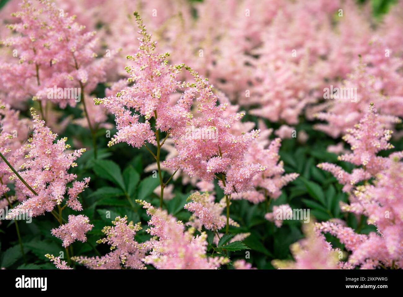 Lila Astilbe Blüten (falscher Ziegenbart). Queen Alexandra Variety, Hybrid. Russischer Fernost. Stockfoto