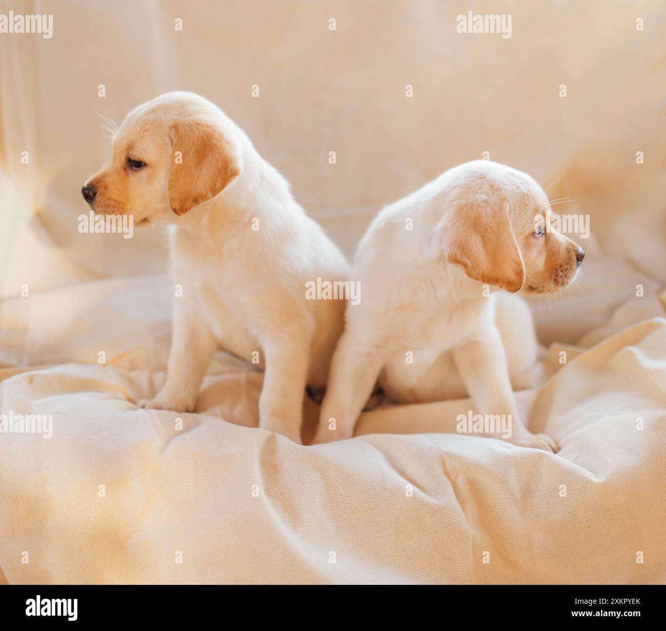 Zwei süße Welpen auf einer weichen, kuscheligen Cremedecke. Niedliche kleine Hunde vom Golden Retriever brüten auf beigefarbenem Hintergrund. Verspielte Haustiere Stockfoto