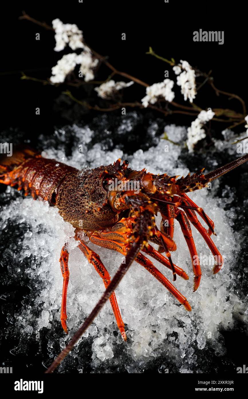 。Jasus lalandii, auch bekannt als Cape Rock Hummer oder West Coast Rock Hummer, ist eine Art von Stachellobster Stockfoto