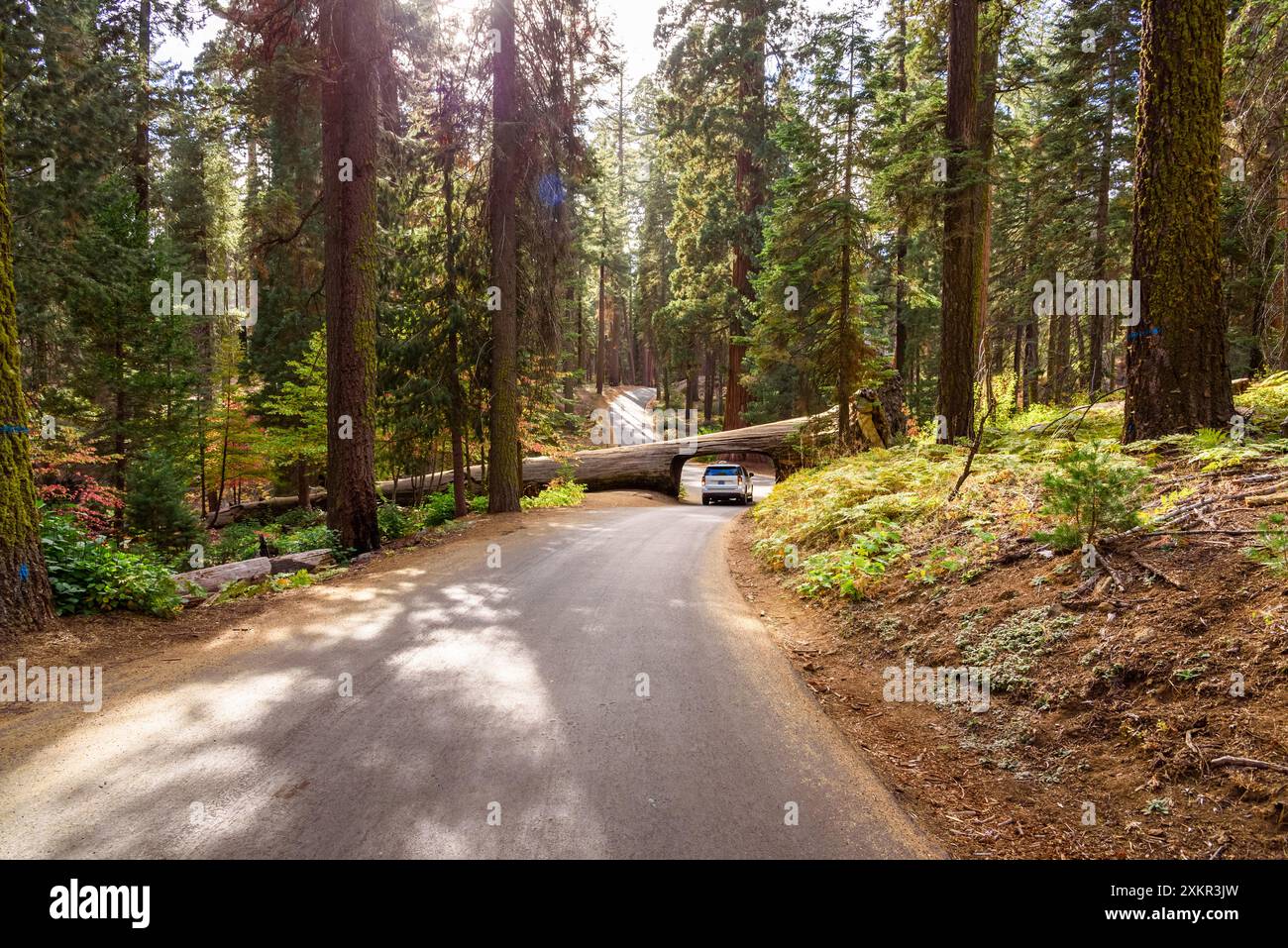 Auto fährt durch einen Tunnel, der durch einen gefallenen Mammutbaum an einem sonnigen Herbsttag gehauen ist Stockfoto