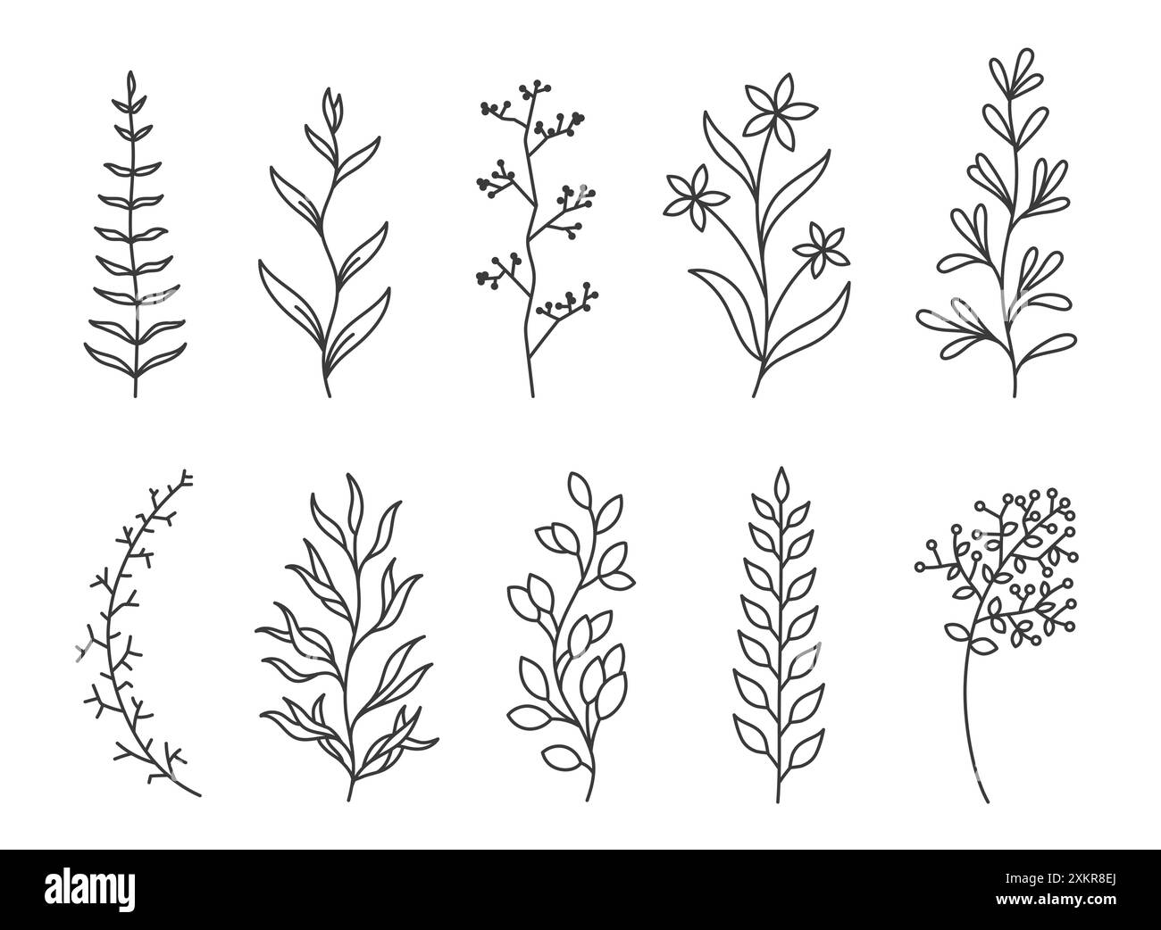 Blumenzweigkritzelei. Handgezeichnete Kräuter ziehen Pflanzen mit Blättern. Sommer- und Frühlingszweige. Natürliches dekoratives Blattwerk mit Blumenmuster Stock Vektor