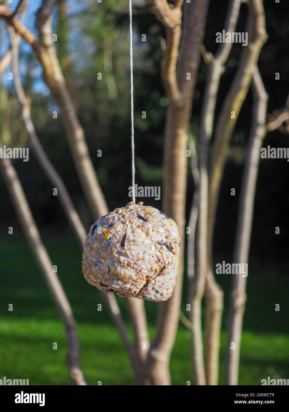 Hausgemachte Fettkugel für Vögel, die im Winter an einem Baum hängen - ein nachhaltiges Gartenhandwerk Stockfoto