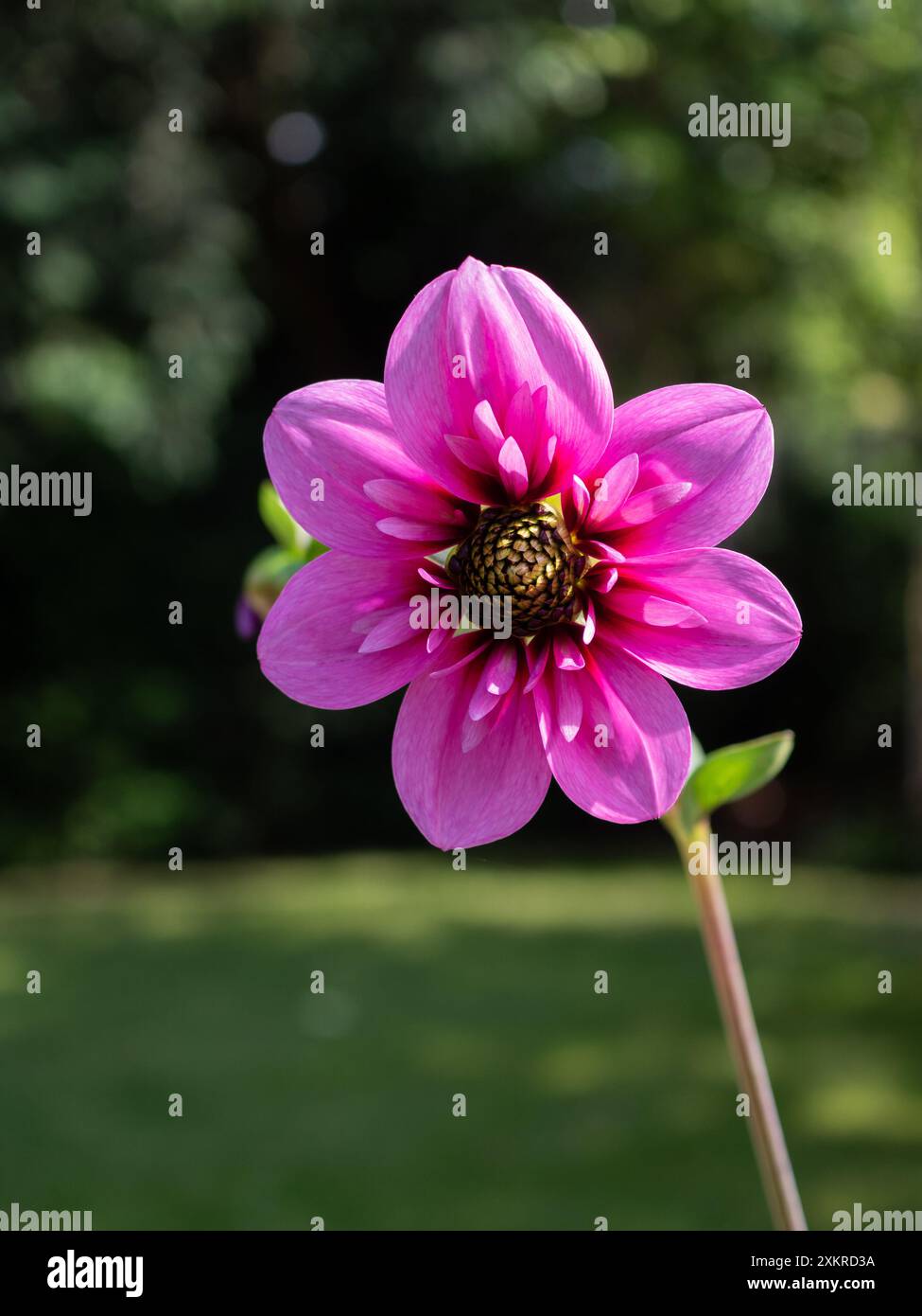 Dahlia Skyfall Blume aus nächster Nähe vor einem verschwommenen Gartenhintergrund mit Kopierraum, mit rosa beleuchteten Blütenblättern und Schmetterling, das Zentrum anzieht Stockfoto