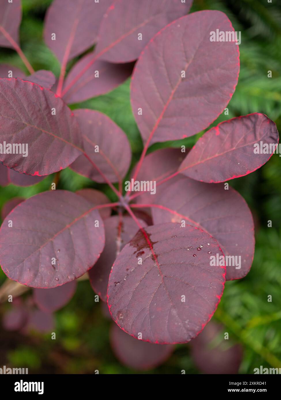 Continus Royal Purple Blätter im Sommer (Smoke Bush) aus nächster Nähe mit hellroten Kanten und einer eiförmigen Form Stockfoto