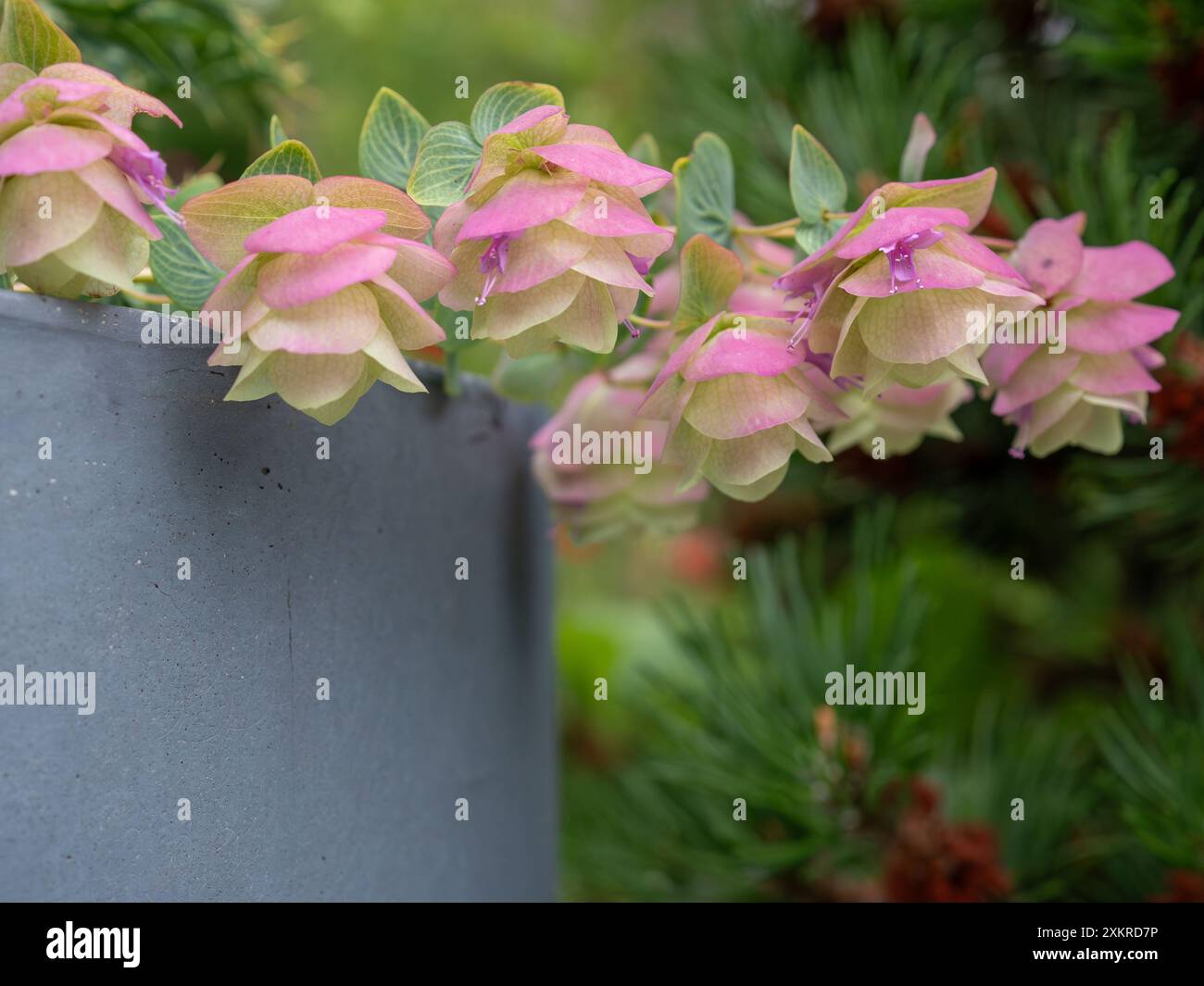 Origanum „Kent Beauty“ aus nächster Nähe, ein ornamentaler Oregano mit papierrosafarbenen Blütenblättern, die über den Rand eines Gartentopfes hingen (mit Kopierraum) Stockfoto
