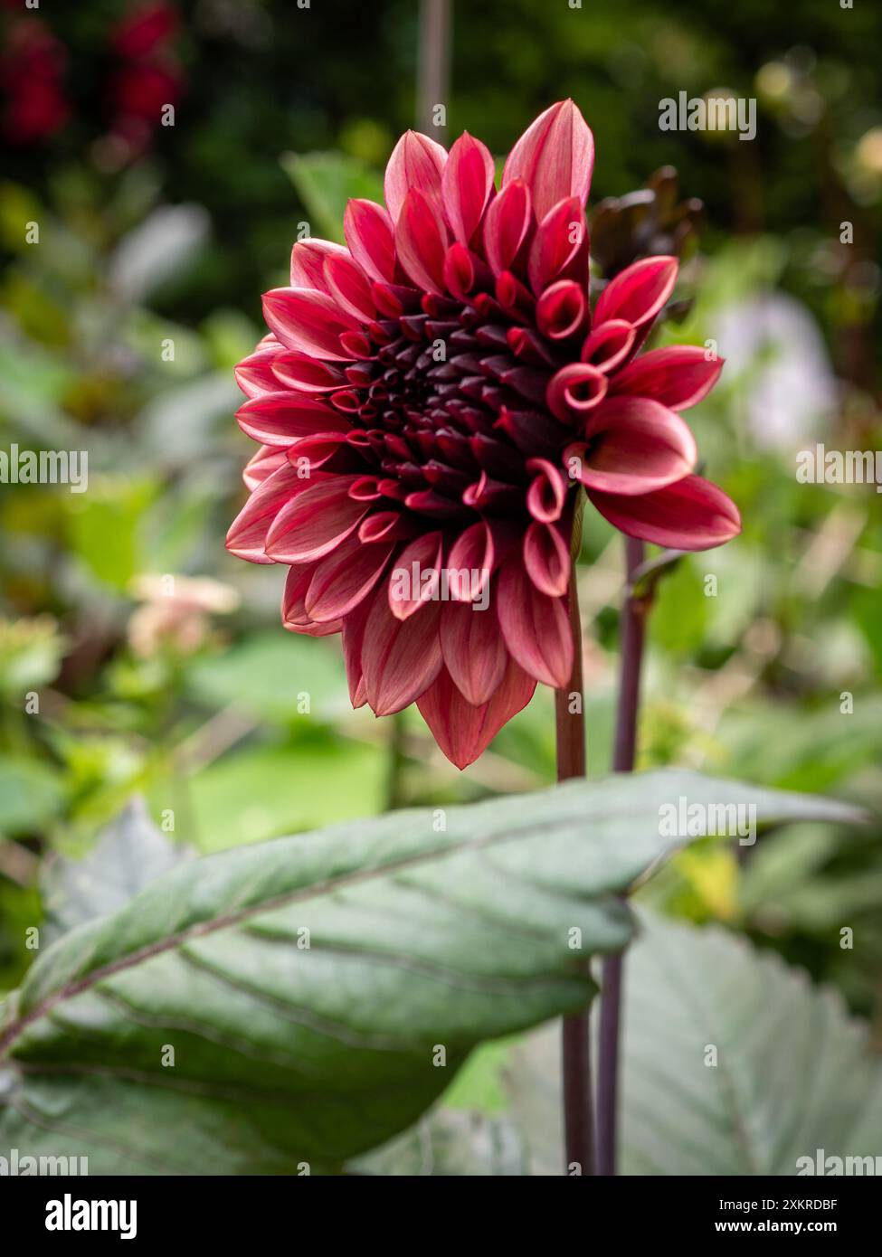 Dahlienblume „Night Silence“ aus nächster Nähe in einem Schnittgarten, eine dekorative Dahlienblume mit mattrosa Blüten Stockfoto