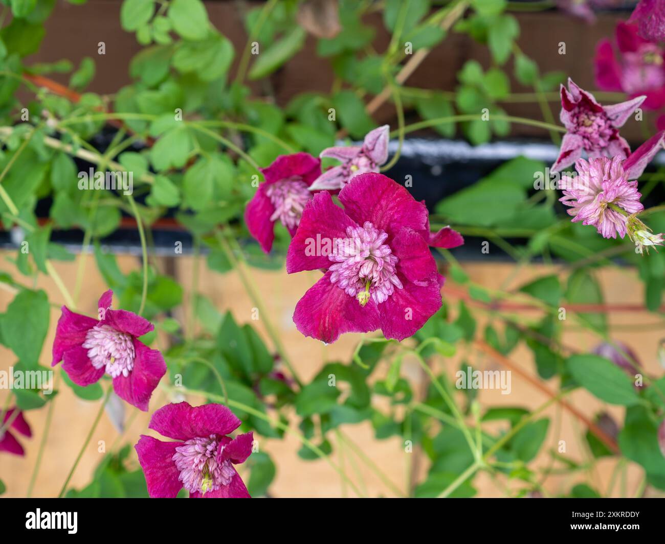 Clematis „Avant Garde“ Blüten schließen sich von unten - ein doppelt ...