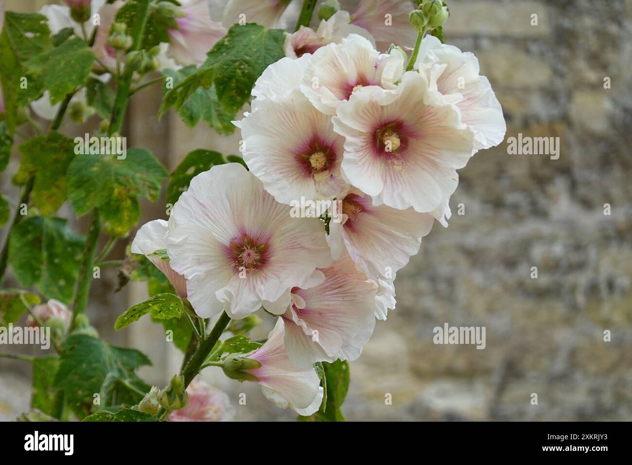 Blühender Hollyhock Alcea rosea, oder gewöhnlicher Hollyhock, der vor einer Steinmauer wächst. Diese Sorte ist weiß und rosa mit einer gelben Mitte Stockfoto