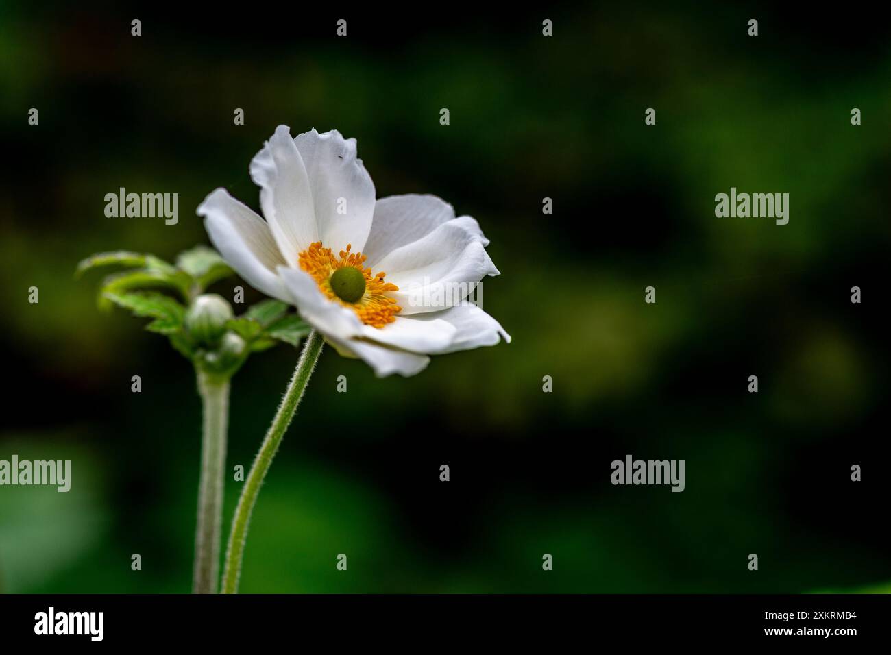 Anemonoides sylvestris (Schneeglöckchenanemone) Stockfoto