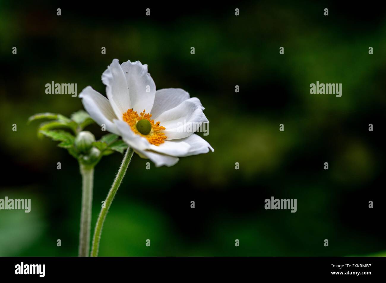 Anemonoides sylvestris (Schneeglöckchenanemone) Stockfoto