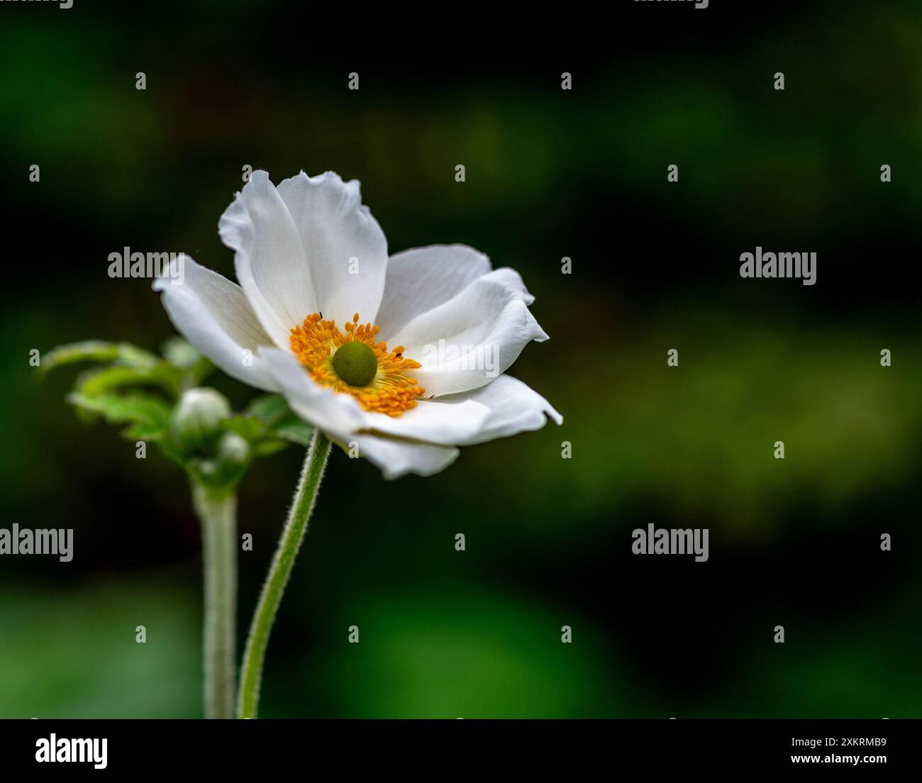 Anemonoides sylvestris (Schneeglöckchenanemone) Stockfoto