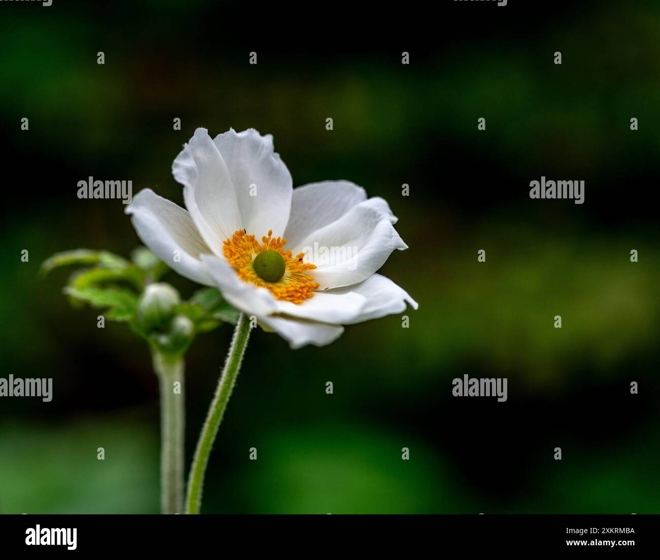 Anemonoides sylvestris (Schneeglöckchenanemone) Stockfoto