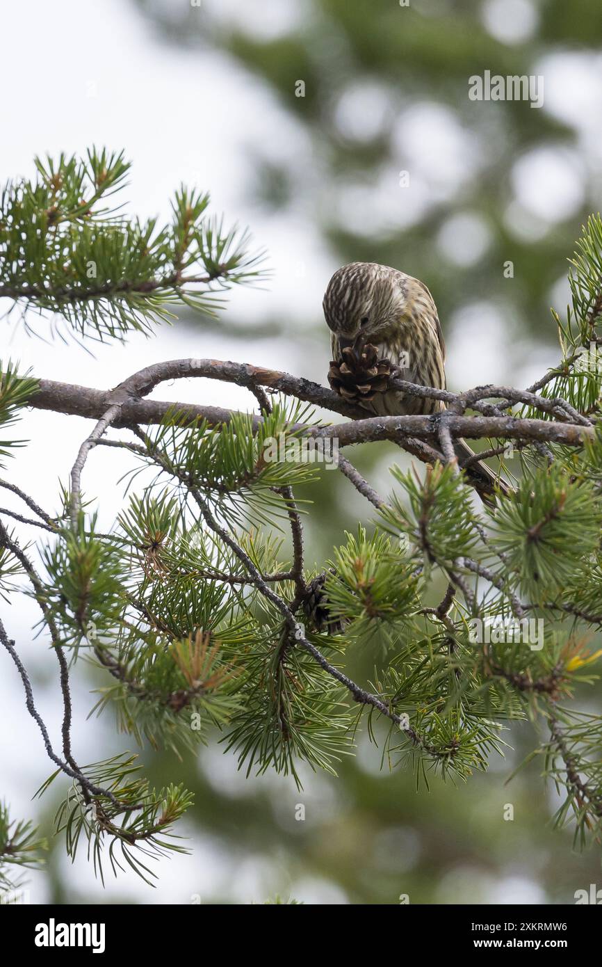 Kiefernkreuzschnabel, Kiefern-Kreuzschnabel, Jungvogel beim Fressen an einem Zapfen, Kiefernzapfen, Kreuzschnabel, Loxia pytyopsittacus, Papageienkreuz Stockfoto