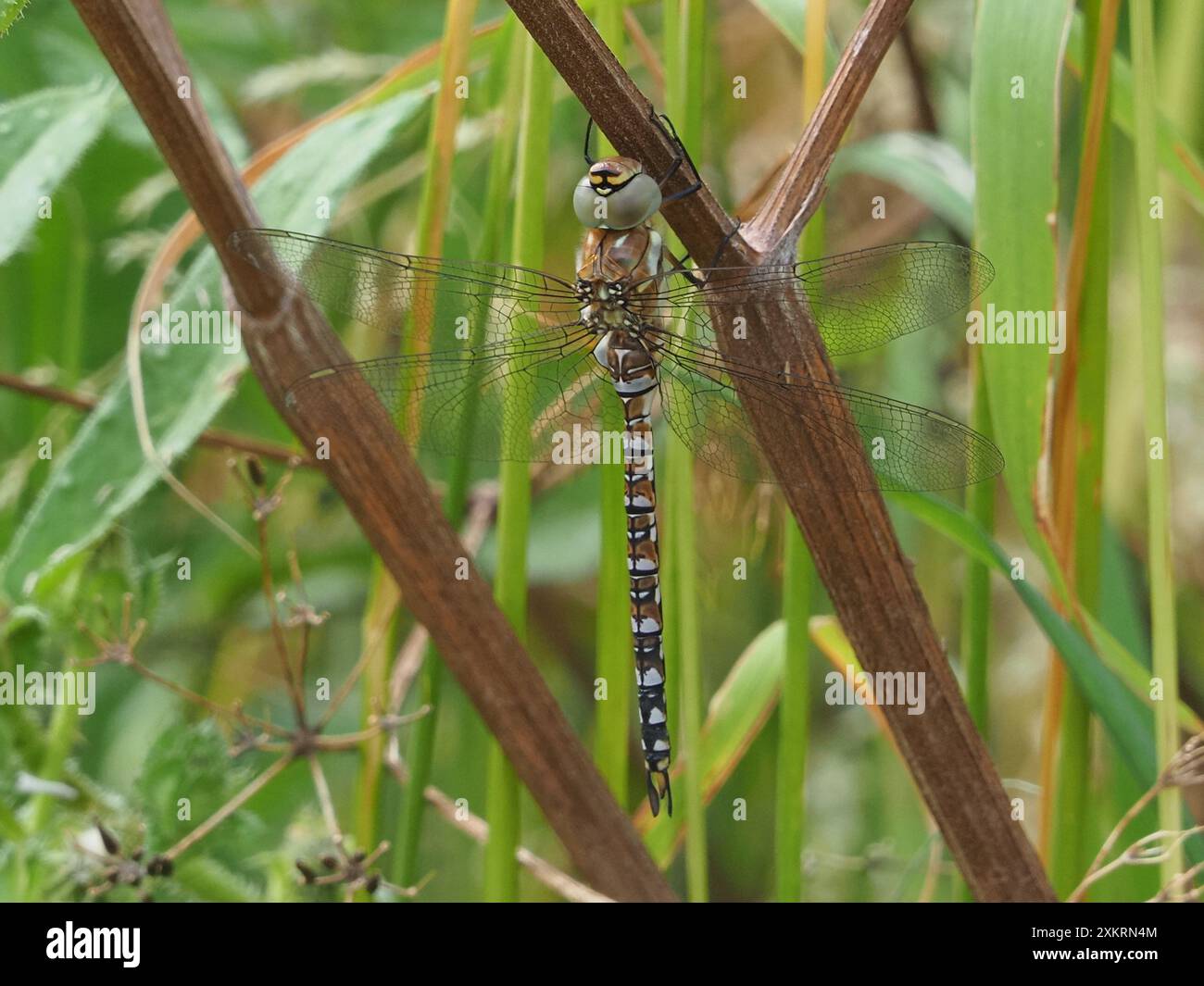 Sheerness, Kent, Großbritannien. Juli 2024. Wetter in Großbritannien: Ein migrantischer Hawker (Aeshna mixta) greift auf eine Pflanze / Sommerinsekten in Sheerness, Kent. Quelle: James Bell/Alamy Live News Stockfoto