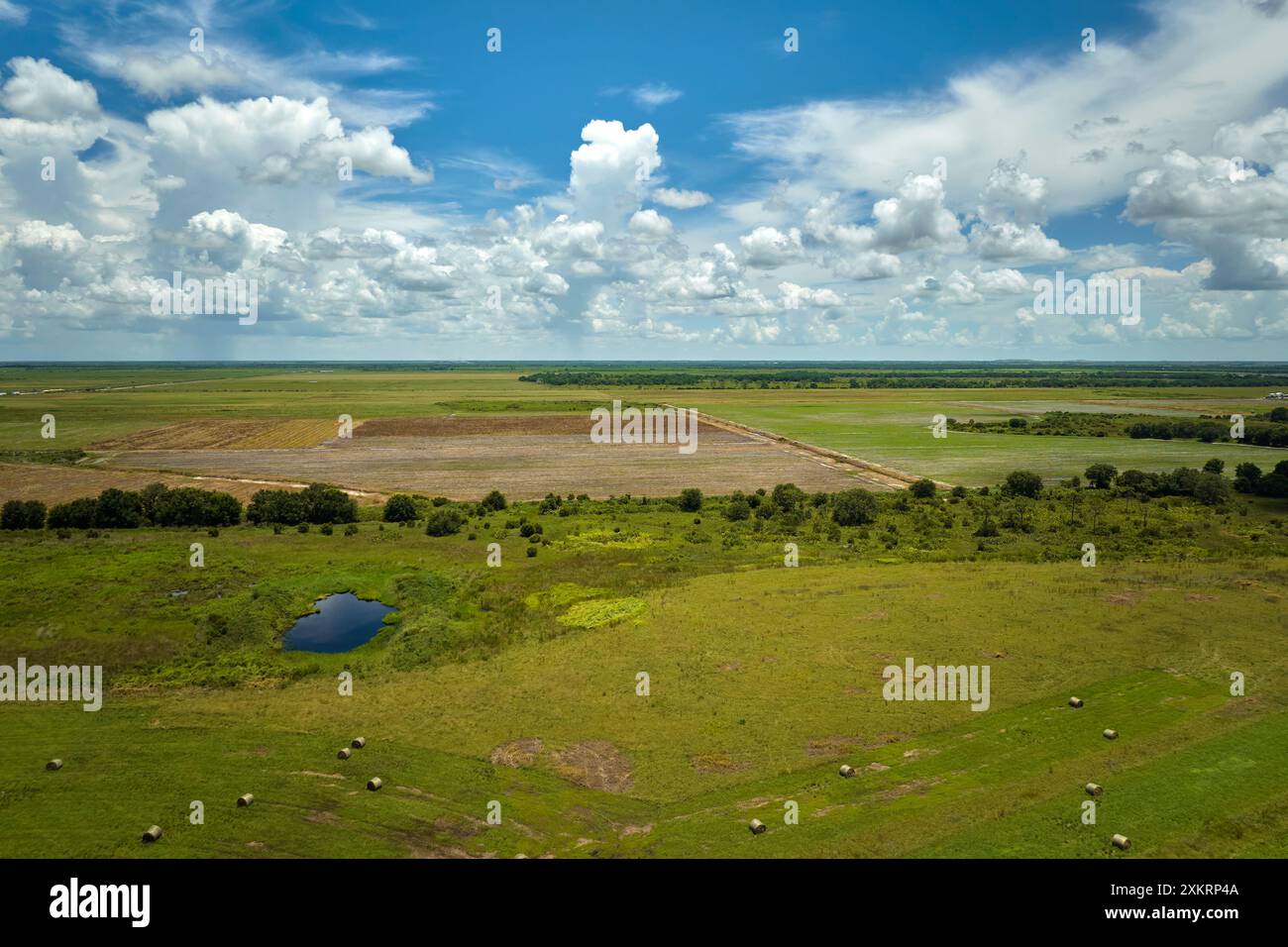 Luftaufnahme von grünen Feldern in der Sommersaison mit anbauenden Kulturen. Landwirtschaft und Landwirtschaft Stockfoto