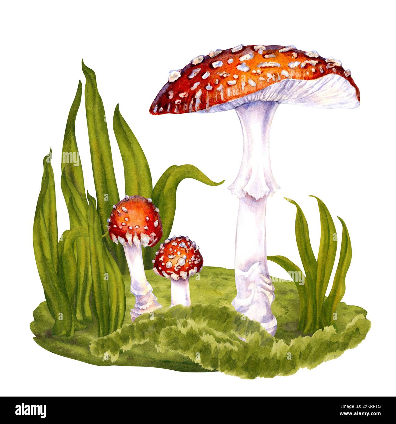 Drei giftige Fliegenpilze, die von Hand zwischen dem grünen Gras auf einem Rasen im Wald gezogen wurden. Botanische Illustration von Fliegenpilz für Nahrung, dri Stockfoto