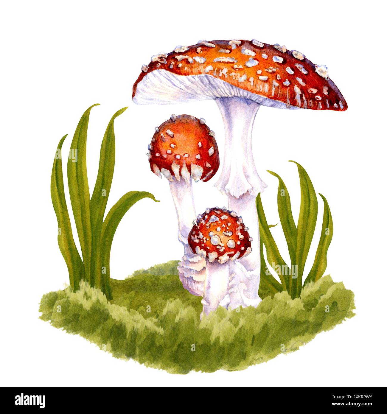 Drei giftige Fliegenpilze, die von Hand zwischen dem grünen Gras auf einem Rasen im Wald gezogen wurden. Botanische Illustration von Fliegenpilz für Nahrung, dri Stockfoto