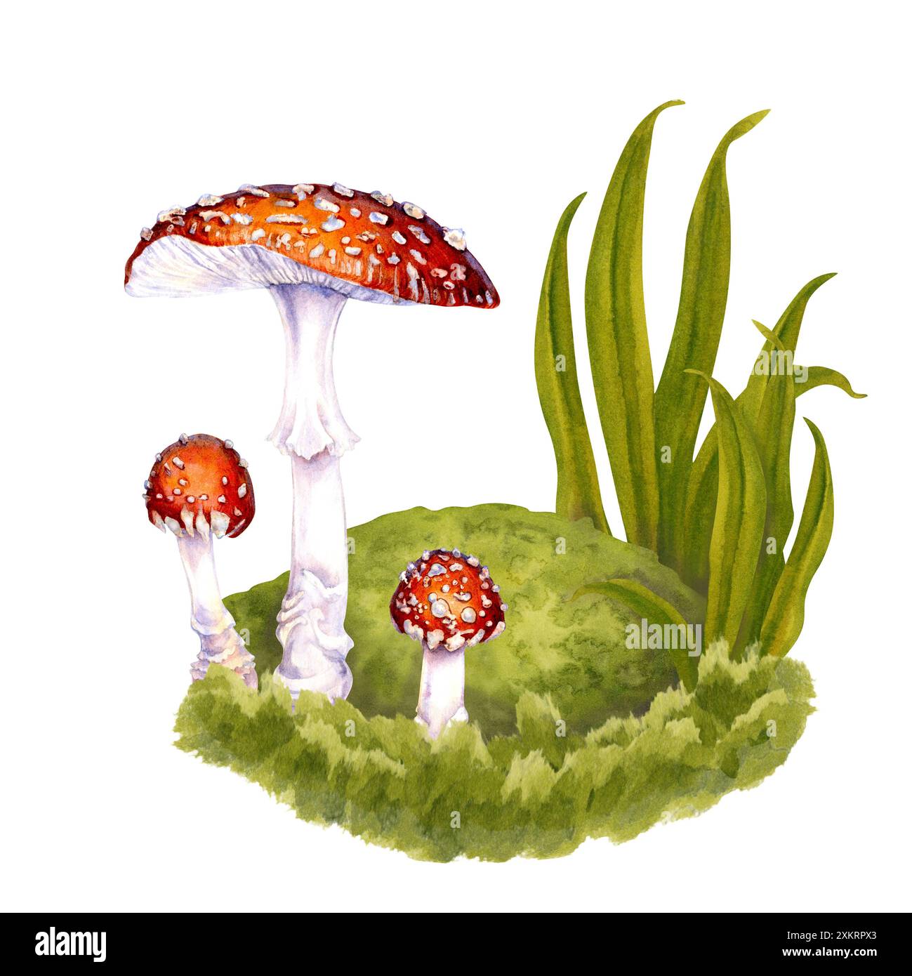 Drei giftige Fliegenpilze, die von Hand zwischen dem grünen Gras auf einem Rasen im Wald gezogen wurden. Botanische Illustration von Fliegenpilz für Nahrung, dri Stockfoto