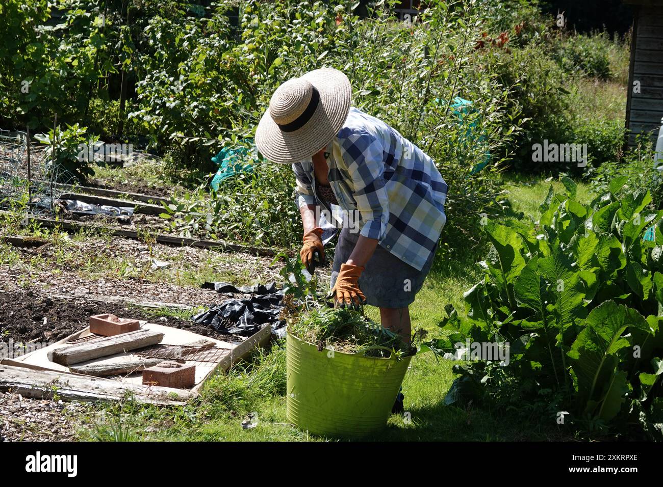 Eine Seniorin, die an einem sonnigen Sommertag in ihrem Garten oder Kleingarten arbeitet Stockfoto