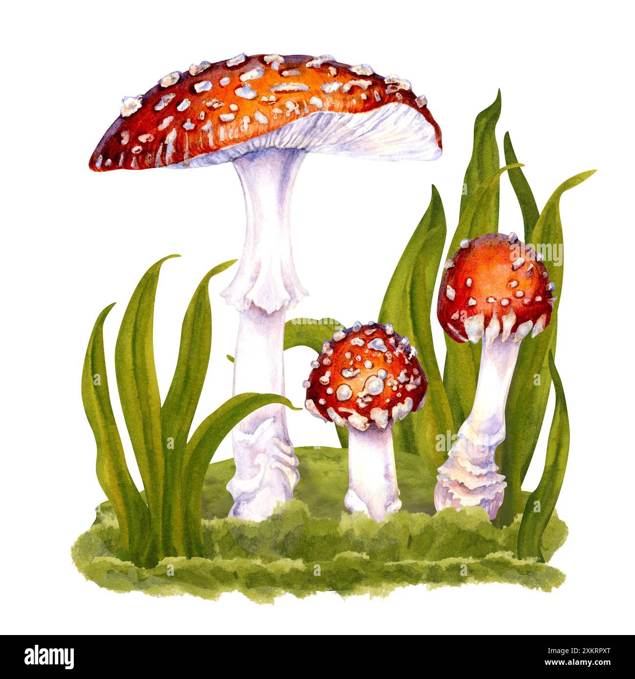 Drei giftige Fliegenpilze, die von Hand zwischen dem grünen Gras auf einem Rasen im Wald gezogen wurden. Botanische Illustration von Fliegenpilz für Nahrung, dri Stockfoto