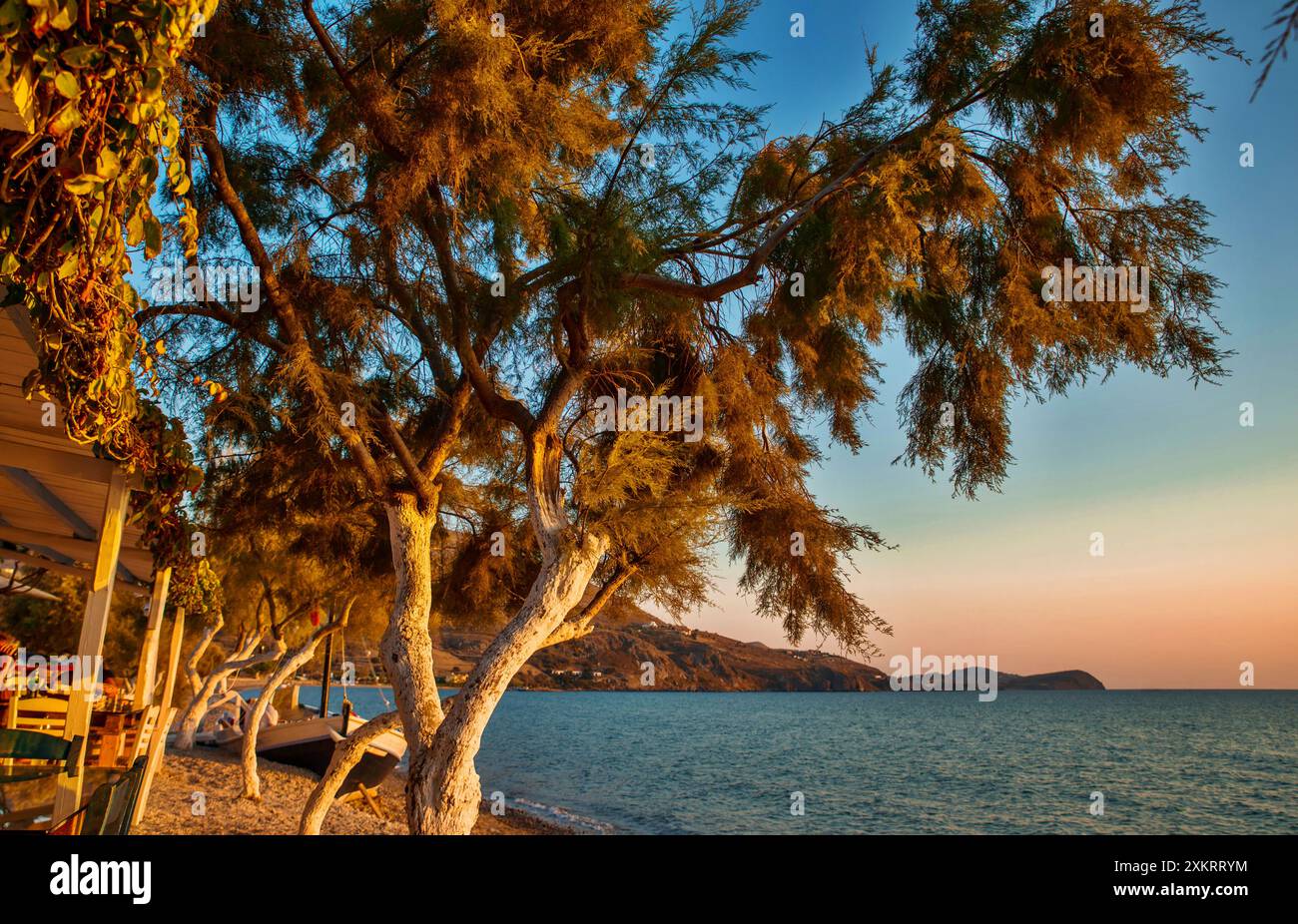 Goldener Baum bei Sonnenuntergang, Meeresbucht westlich der Insel Limnos, Griechenland. Stockfoto