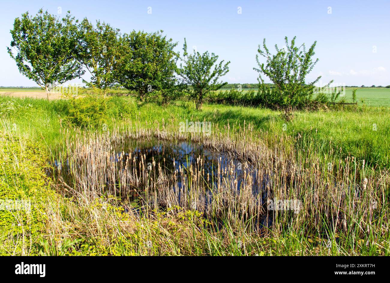 Umweltfreundlicher Schabteich Cambridgeshire Stockfoto