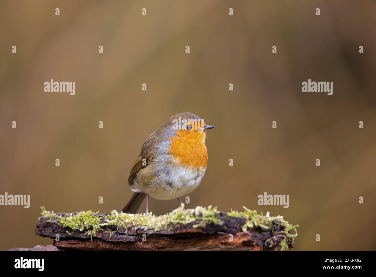 Nahaufnahme eines wunderschönen, wilden robinvogels (Erithacus rubecula), der isoliert auf moosbedecktem Holz steht, mit neutralem, verschwommenem Hintergrund. Stockfoto