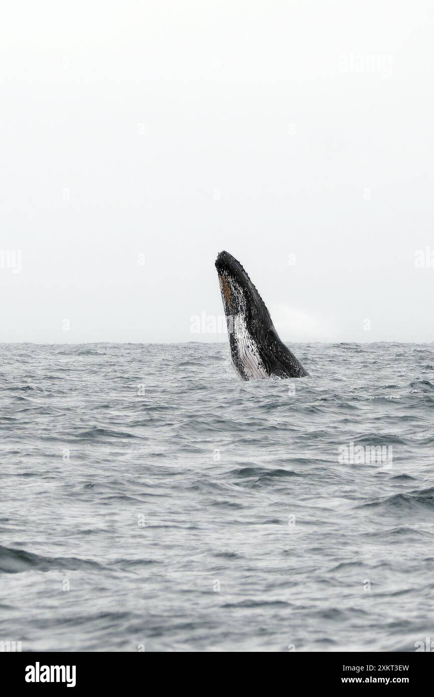 Buckelwal, Buckelwal, Baleine à bosse, Megaptera novaeangliae, hosszúszárnyú bálna, Puerto López, Provinz Manabí, Ecuador Stockfoto