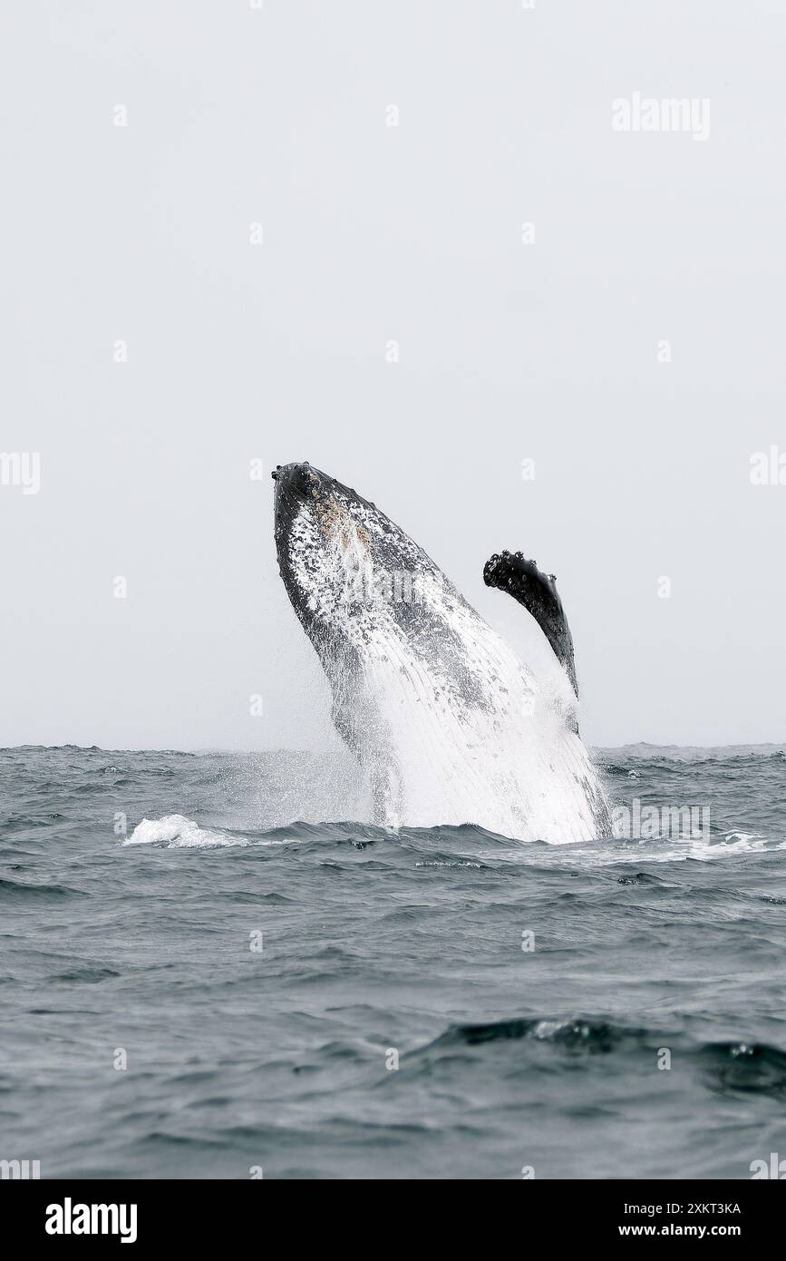 Buckelwal, Buckelwal, Baleine à bosse, Megaptera novaeangliae, hosszúszárnyú bálna, Puerto López, Provinz Manabí, Ecuador Stockfoto