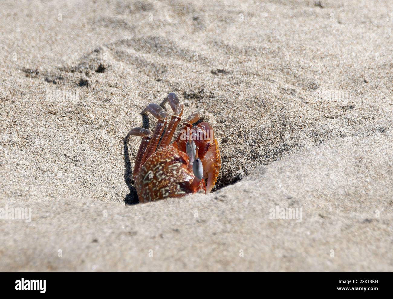 Gemalte Geisterkrabbe oder Karrenfahrerkrabbe, Ocypode gaudichaudii, szellemrák, Puerto López, Provinz Manabí, Ecuador, Südamerika Stockfoto