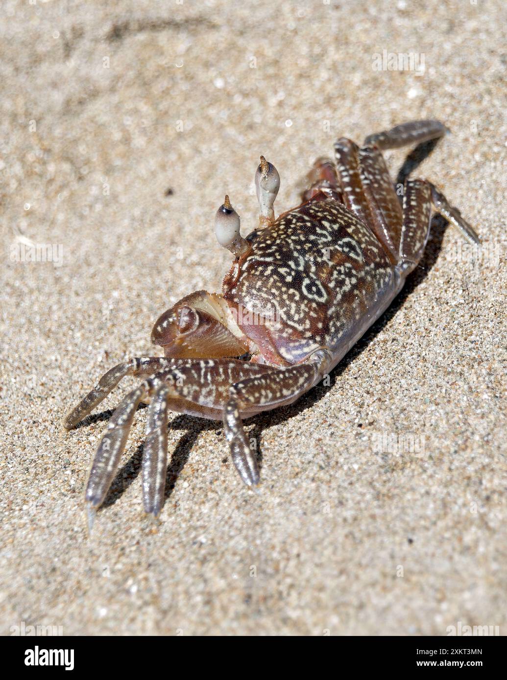 Gemalte Geisterkrabbe oder Karrenfahrerkrabbe, Ocypode gaudichaudii, szellemrák, Puerto López, Provinz Manabí, Ecuador, Südamerika Stockfoto