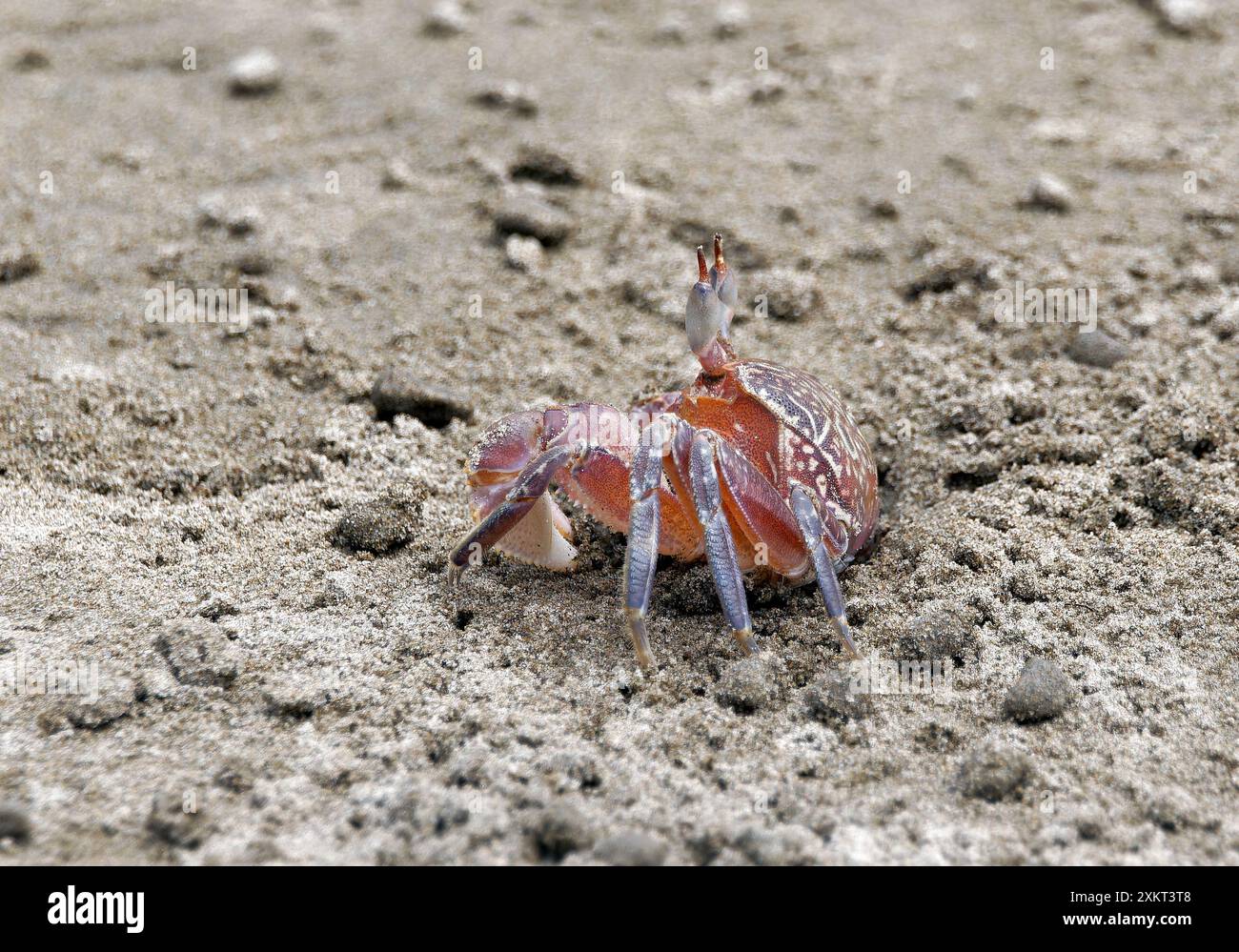 Gemalte Geisterkrabbe oder Karrenfahrerkrabbe, Ocypode gaudichaudii, szellemrák, Puerto López, Provinz Manabí, Ecuador, Südamerika Stockfoto