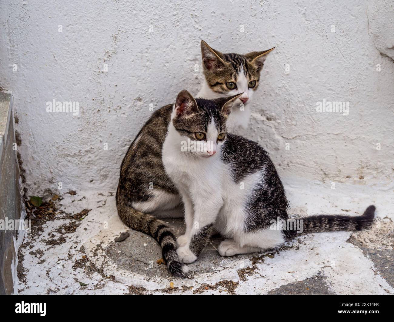 Griechische Kätzchen Stockfoto